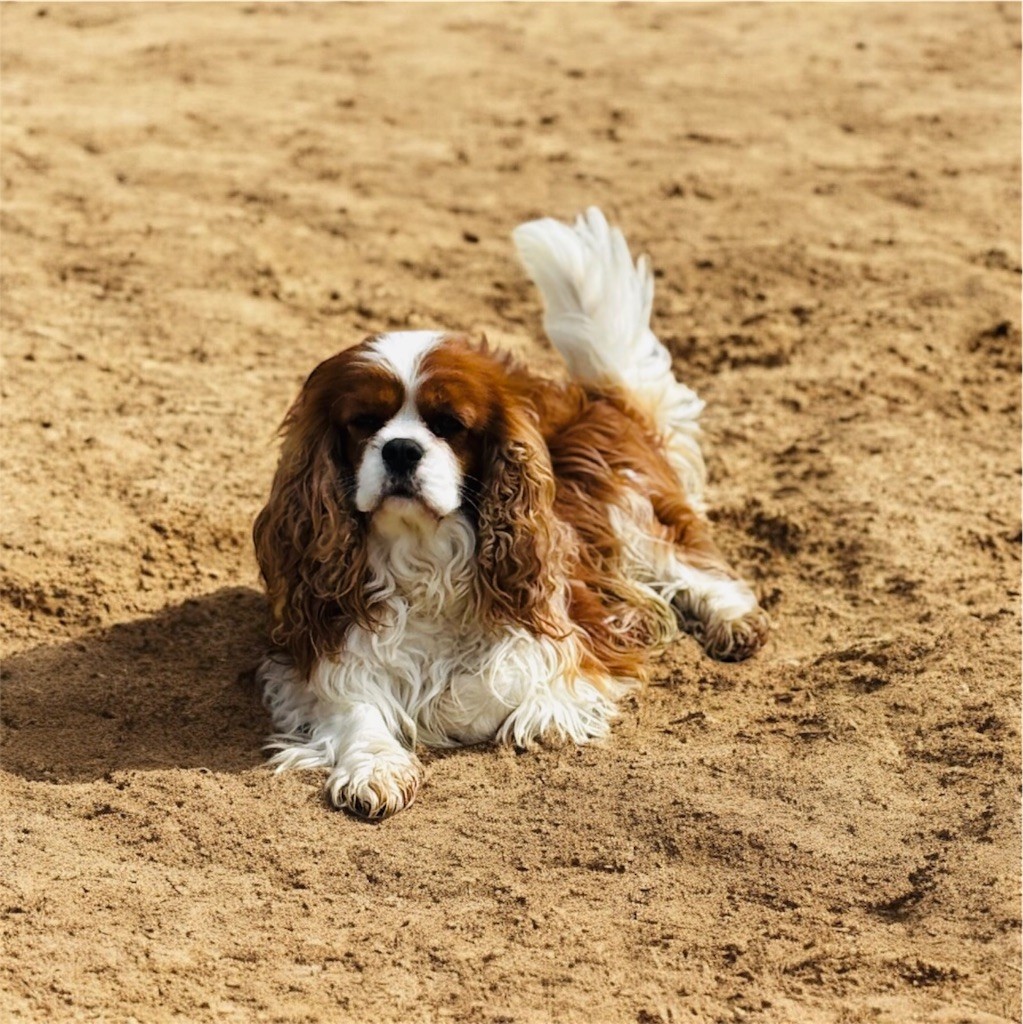 Skywalker du domaine de machrisor