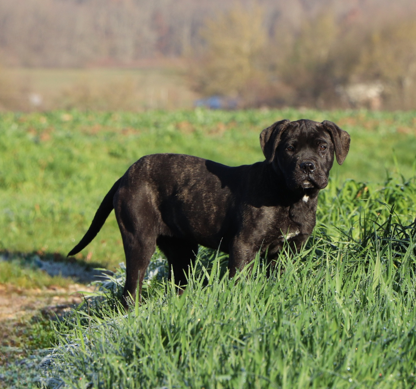 urka Du Royaume De Pandess