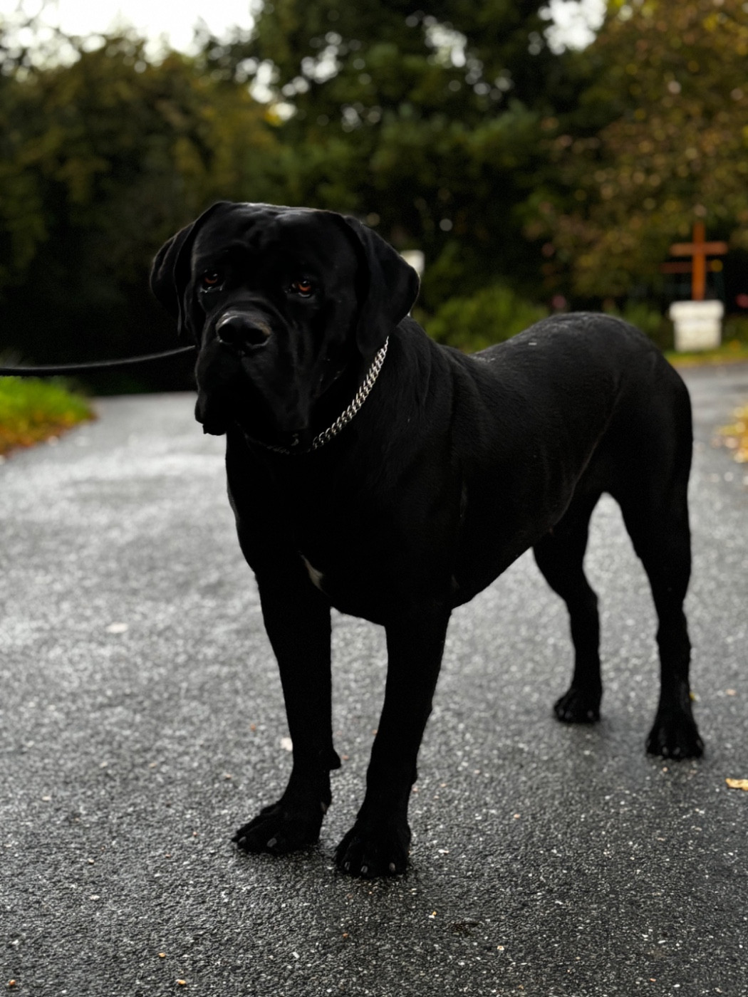 un grand prestige des terres noires Titre Initial