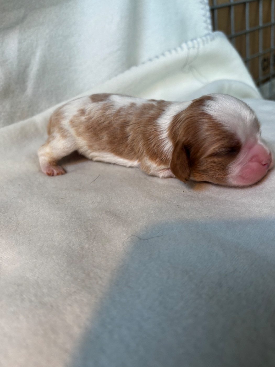 Du Royaume De Pandess - Chiots disponibles - Cavalier King Charles Spaniel