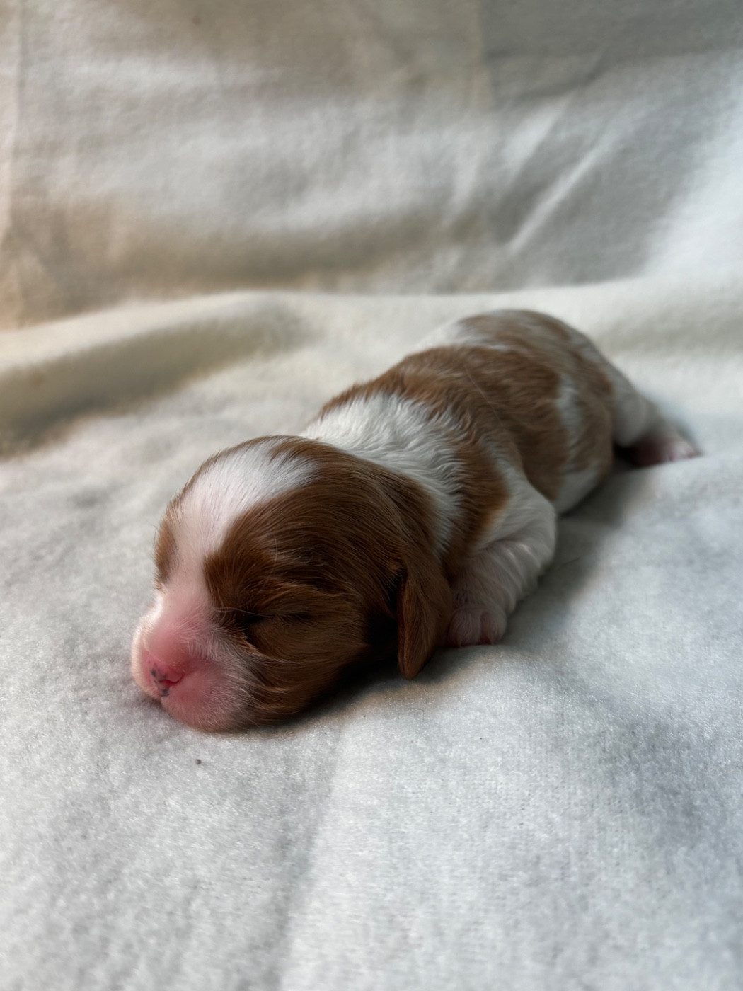 Du Royaume De Pandess - Chiots disponibles - Cavalier King Charles Spaniel