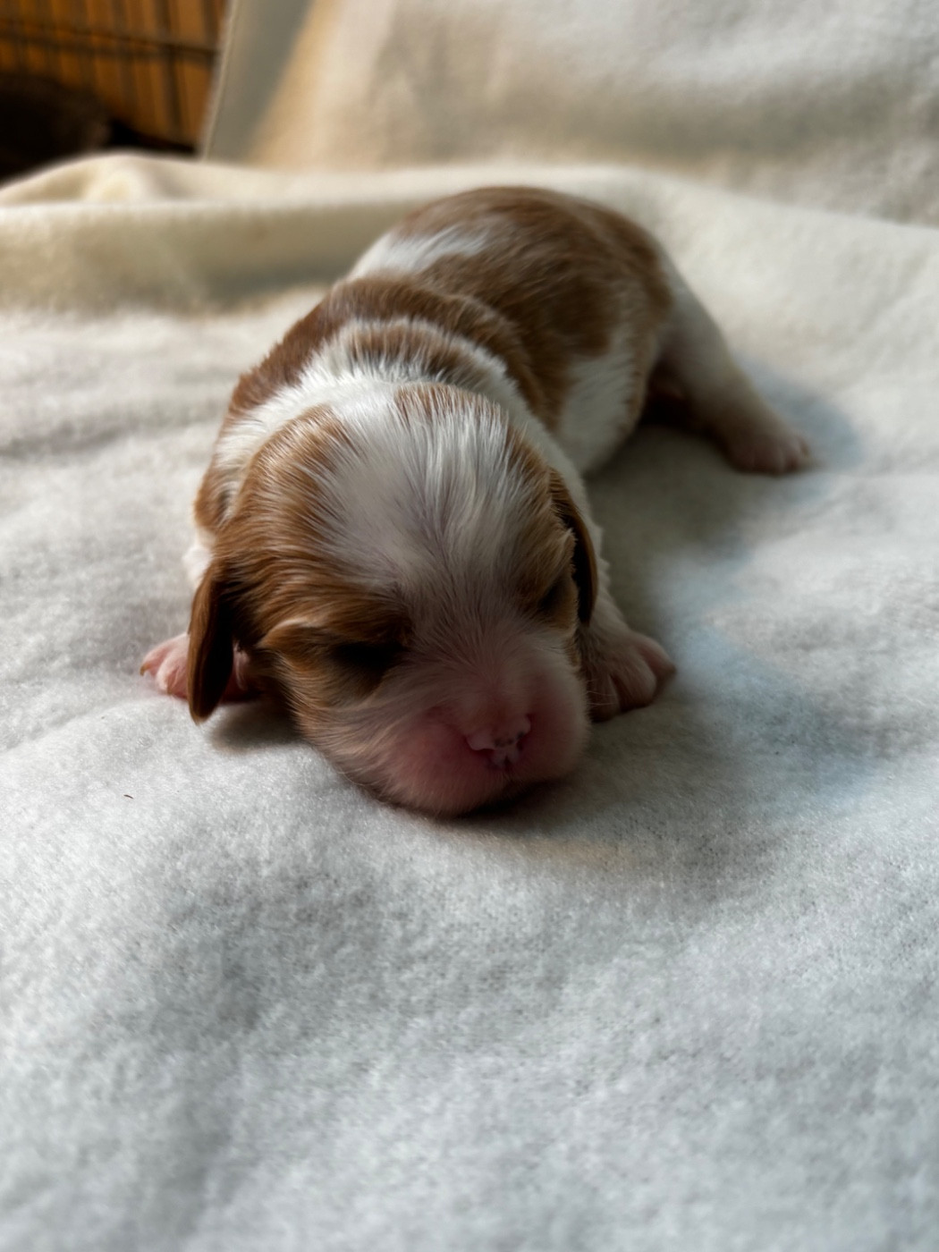 Du Royaume De Pandess - Chiots disponibles - Cavalier King Charles Spaniel