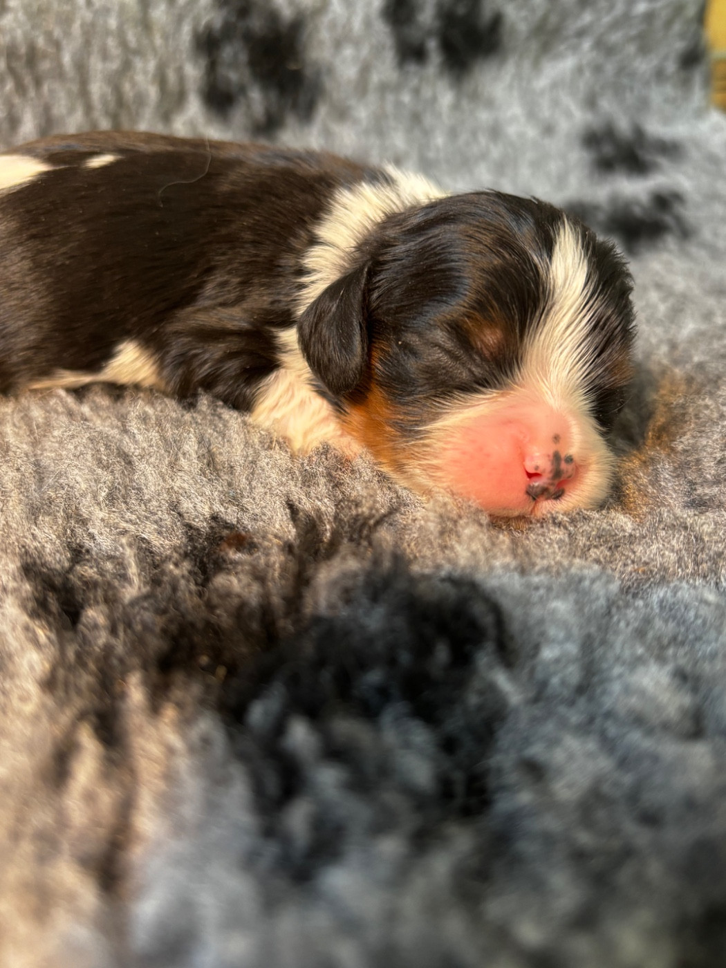 Du Royaume De Pandess - Chiots disponibles - Cavalier King Charles Spaniel