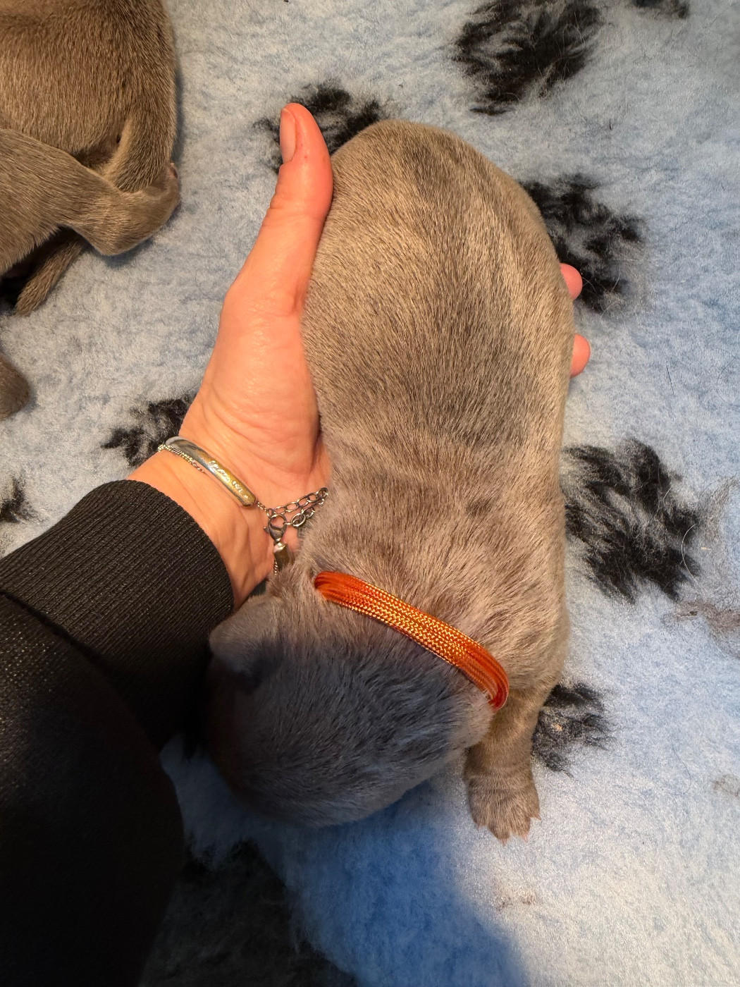 Du Royaume De Pandess - Chiots disponibles - Cane Corso