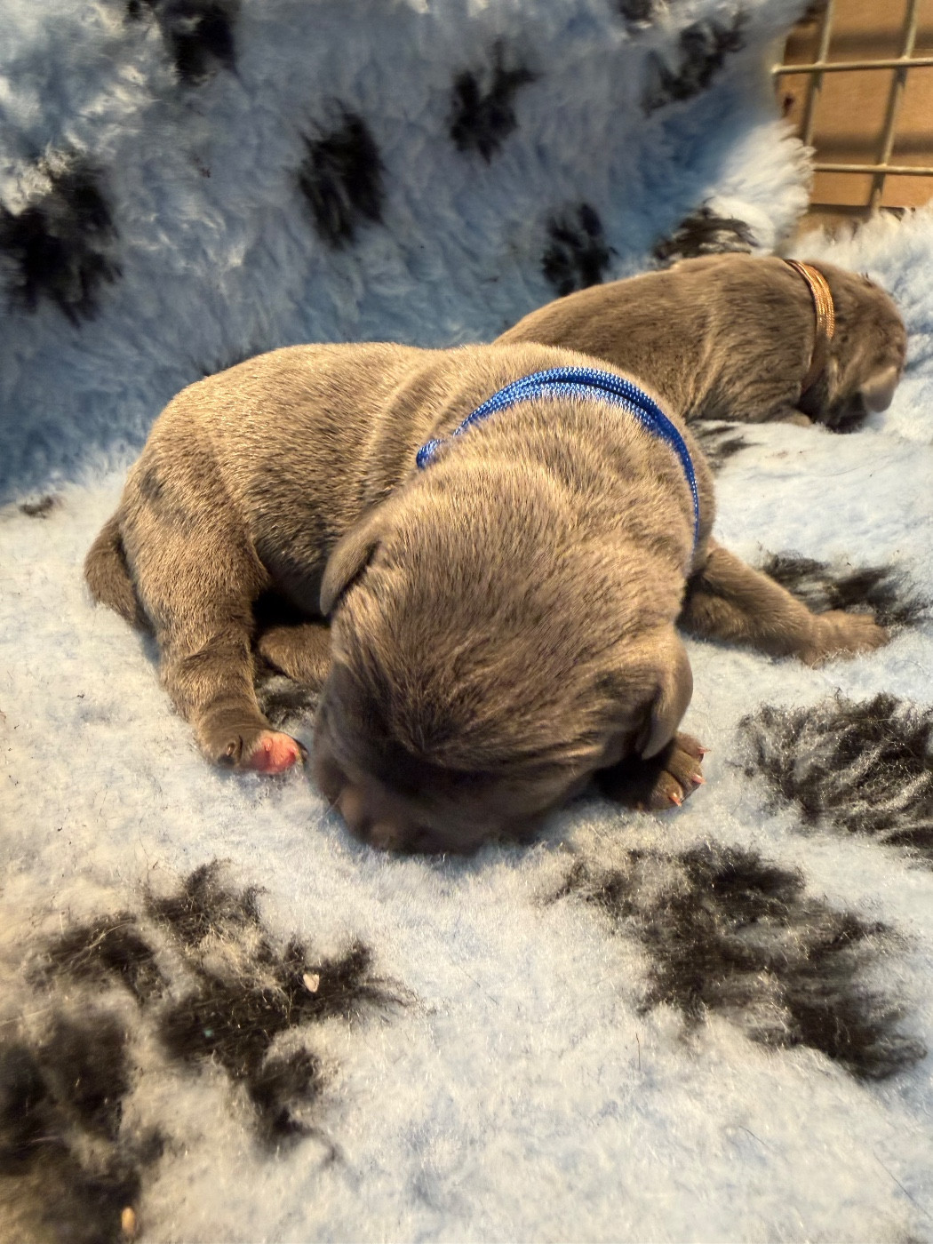 Du Royaume De Pandess - Chiots disponibles - Cane Corso