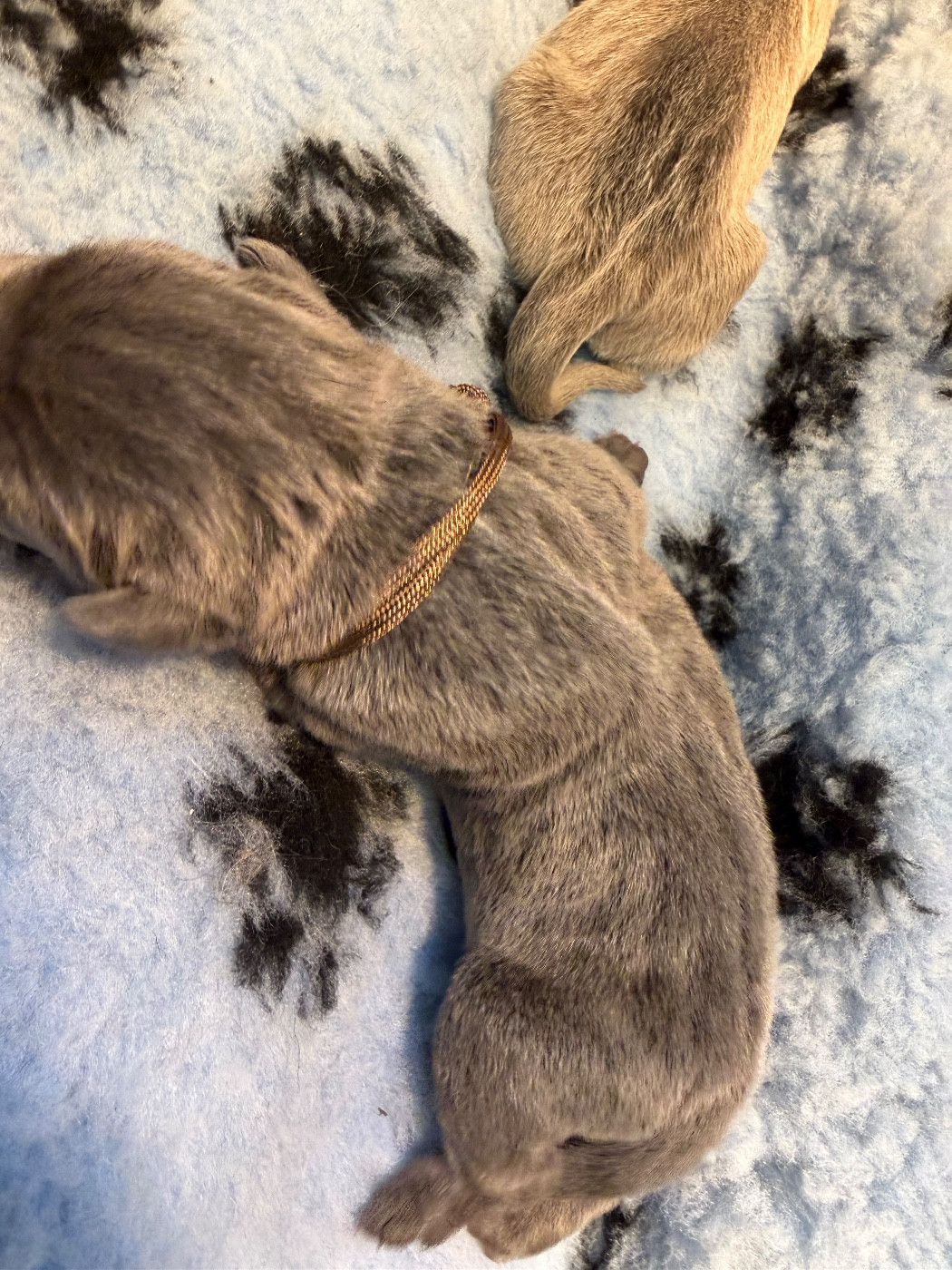 Du Royaume De Pandess - Chiots disponibles - Cane Corso