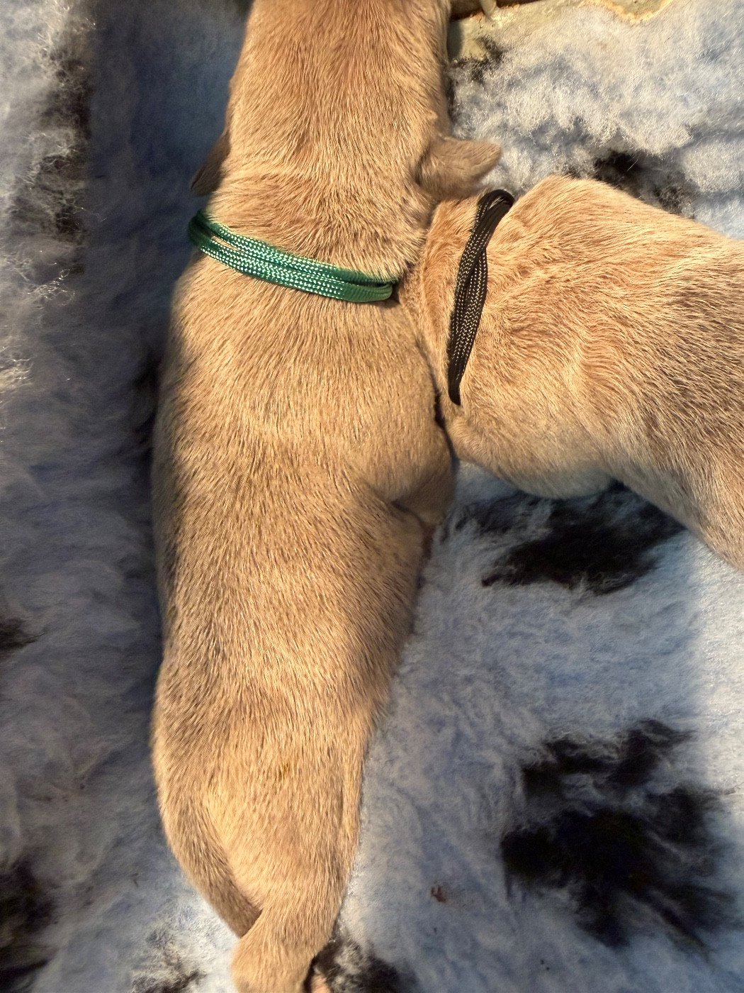 Du Royaume De Pandess - Chiots disponibles - Cane Corso