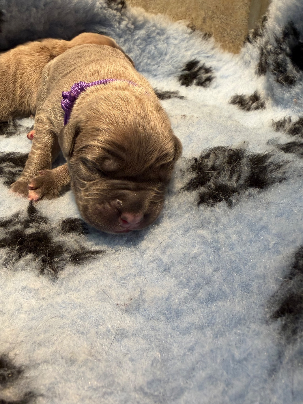 Du Royaume De Pandess - Chiots disponibles - Cane Corso