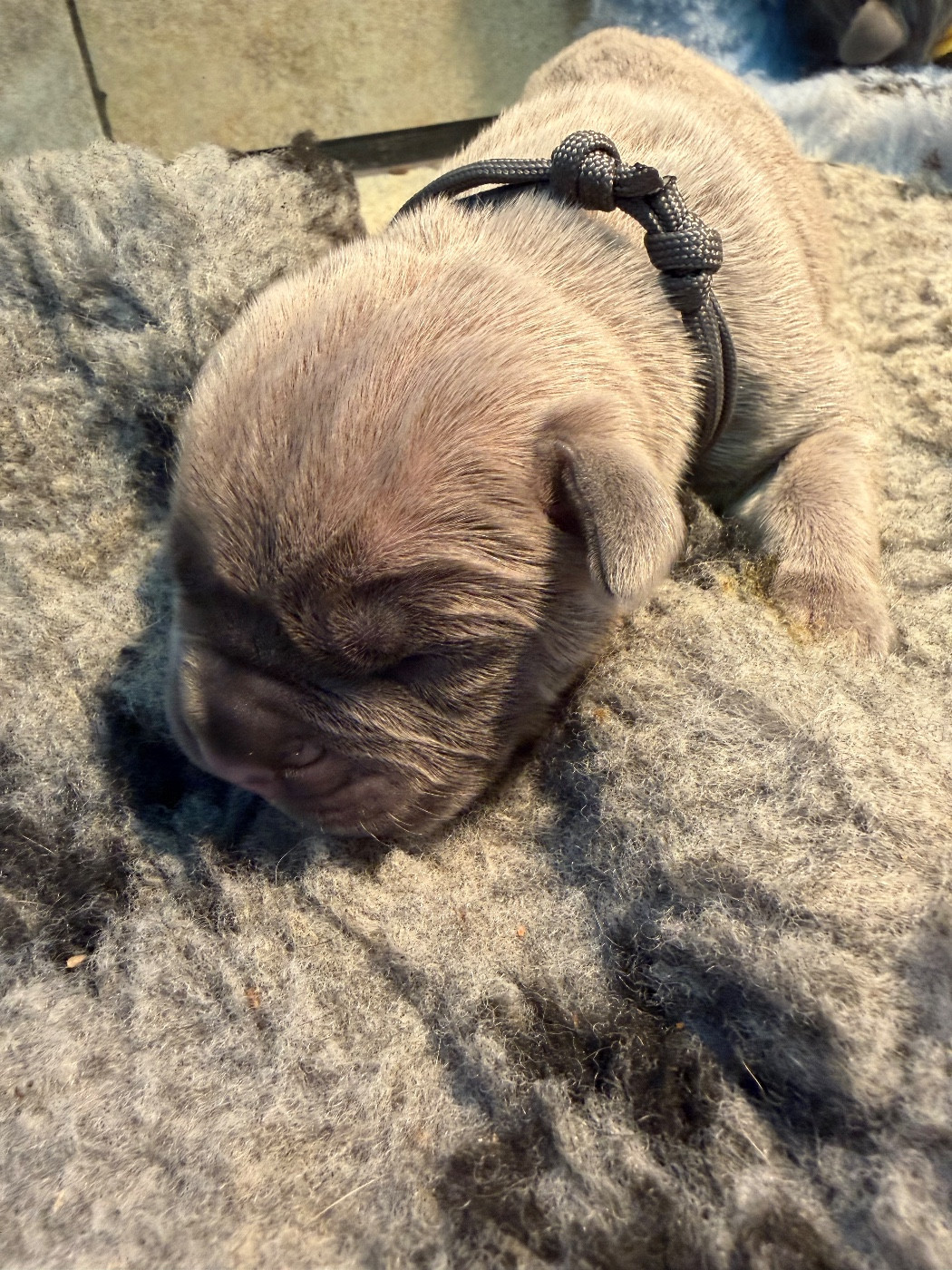 Du Royaume De Pandess - Chiots disponibles - Cane Corso