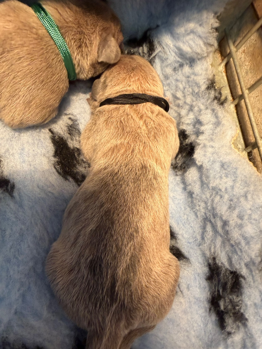 Du Royaume De Pandess - Chiots disponibles - Cane Corso