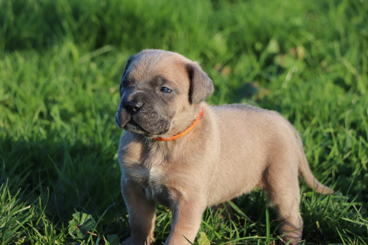 Du Royaume De Pandess - Chiots disponibles - Cane Corso