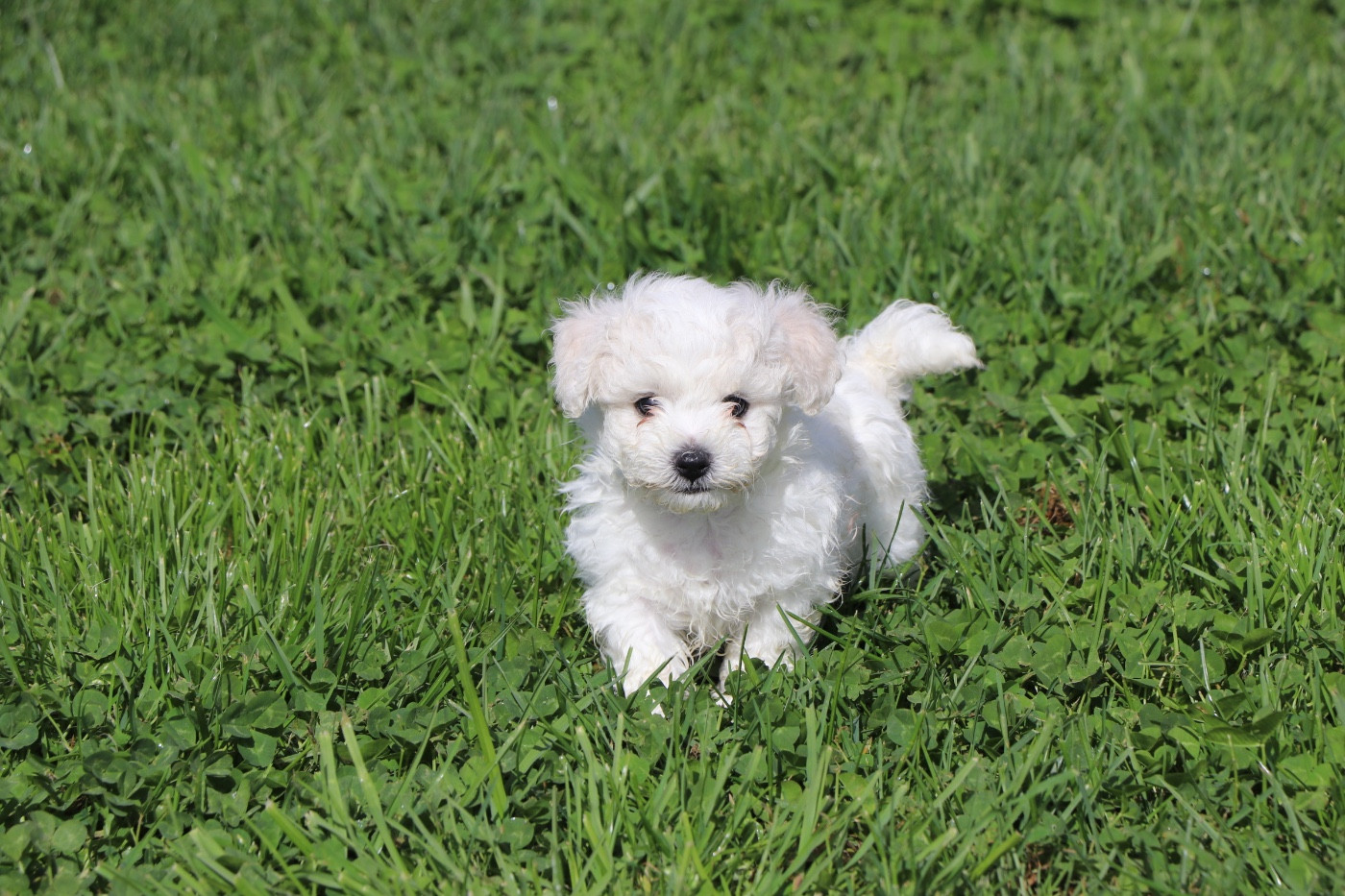 Du Royaume De Pandess - Chiots disponibles - Bichon Frise