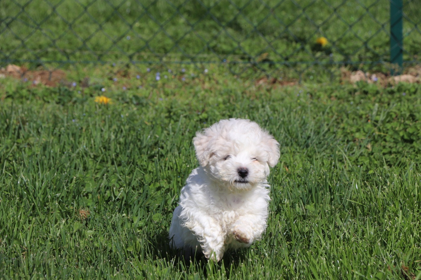 Du Royaume De Pandess - Chiots disponibles - Bichon Frise