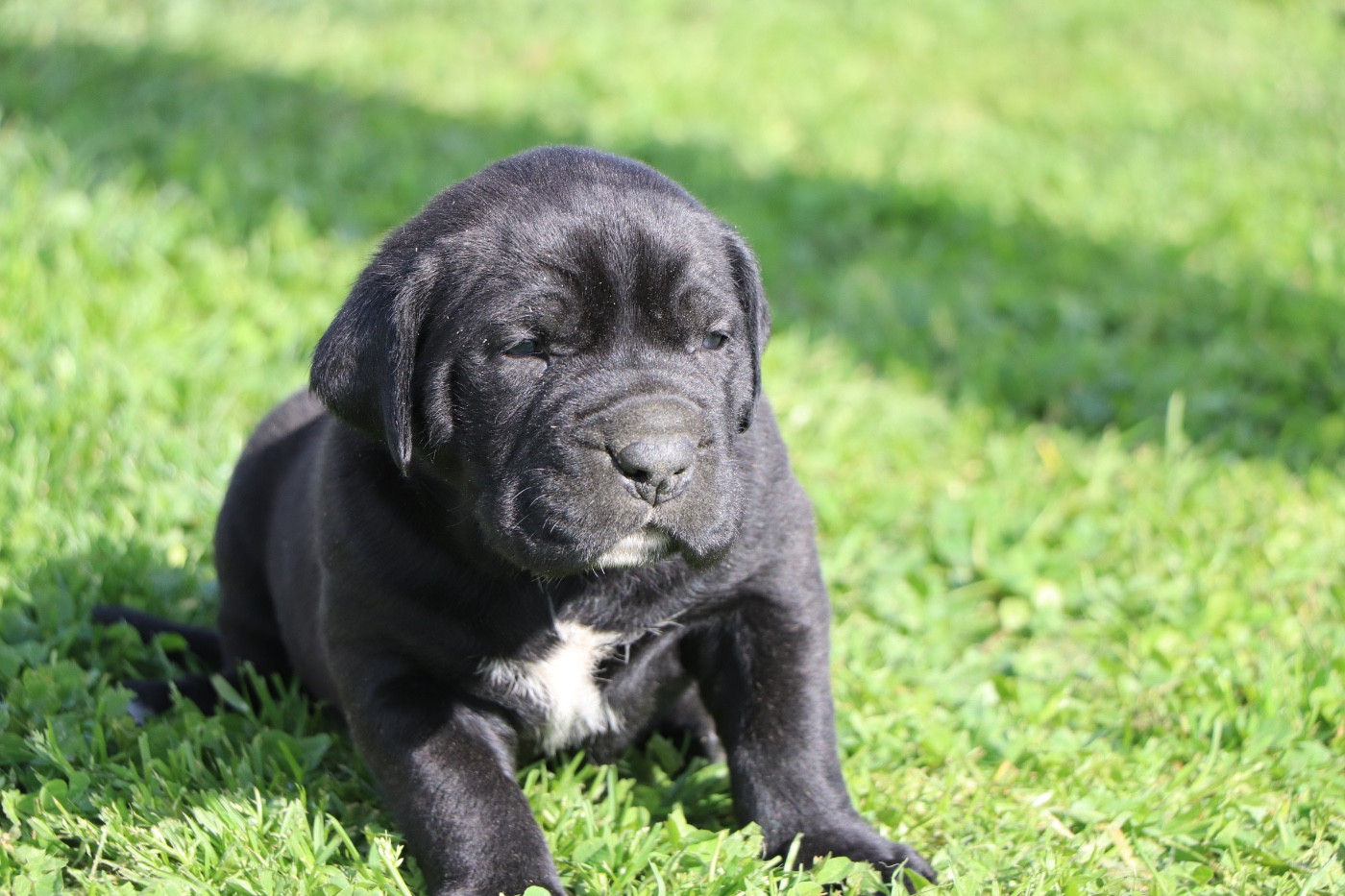 Du Royaume De Pandess - Chiots disponibles - Cane Corso