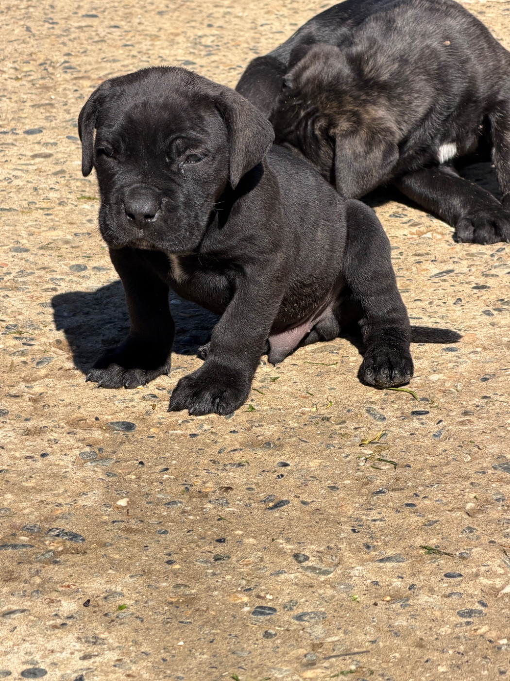 Du Royaume De Pandess - Chiots disponibles - Cane Corso