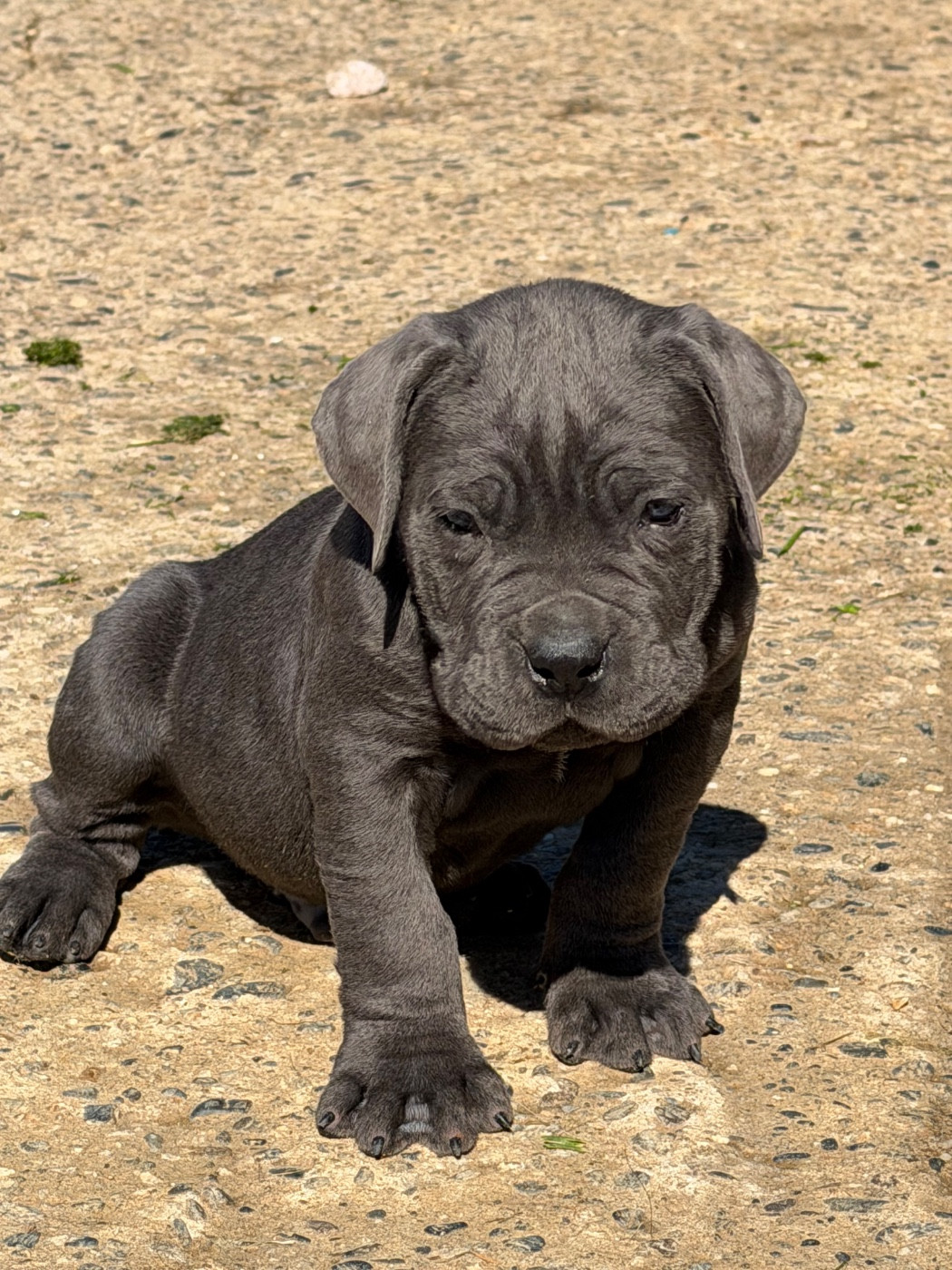 Du Royaume De Pandess - Chiots disponibles - Cane Corso