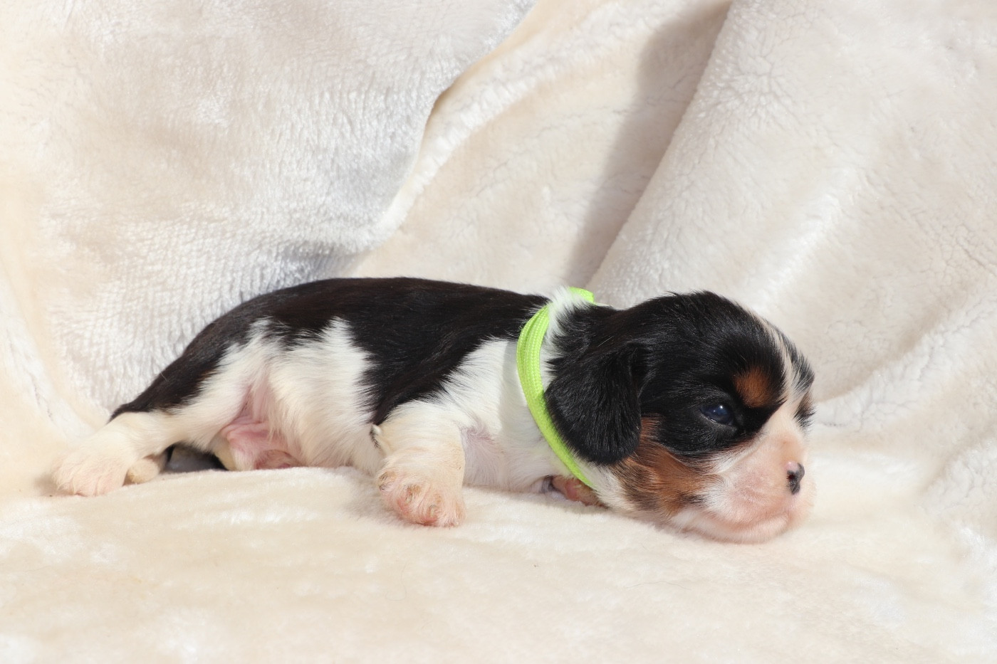 Du Royaume De Pandess - Chiots disponibles - Cavalier King Charles Spaniel