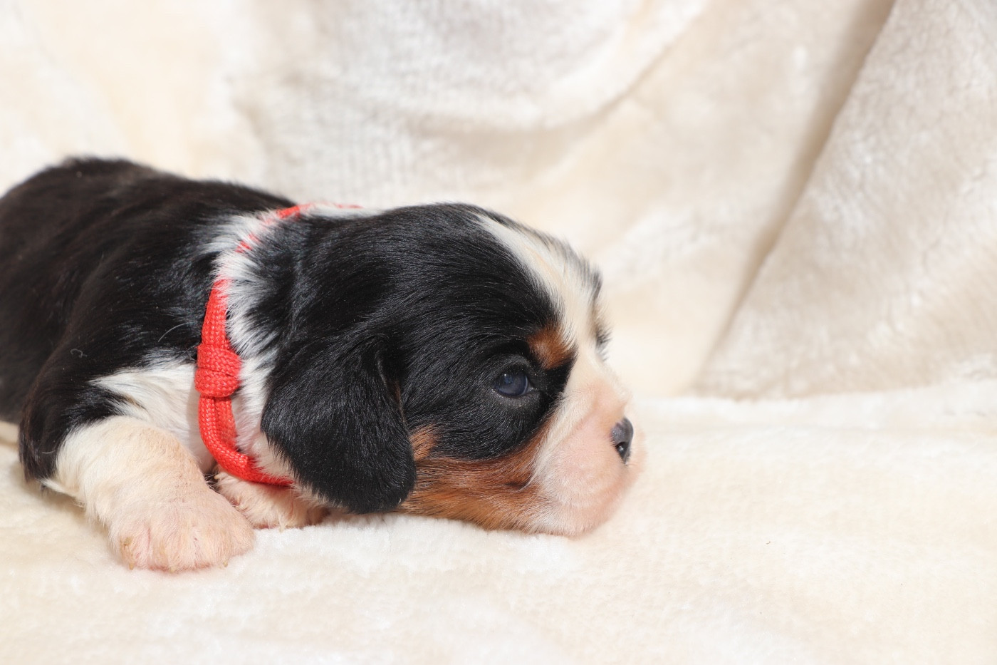 Du Royaume De Pandess - Chiots disponibles - Cavalier King Charles Spaniel