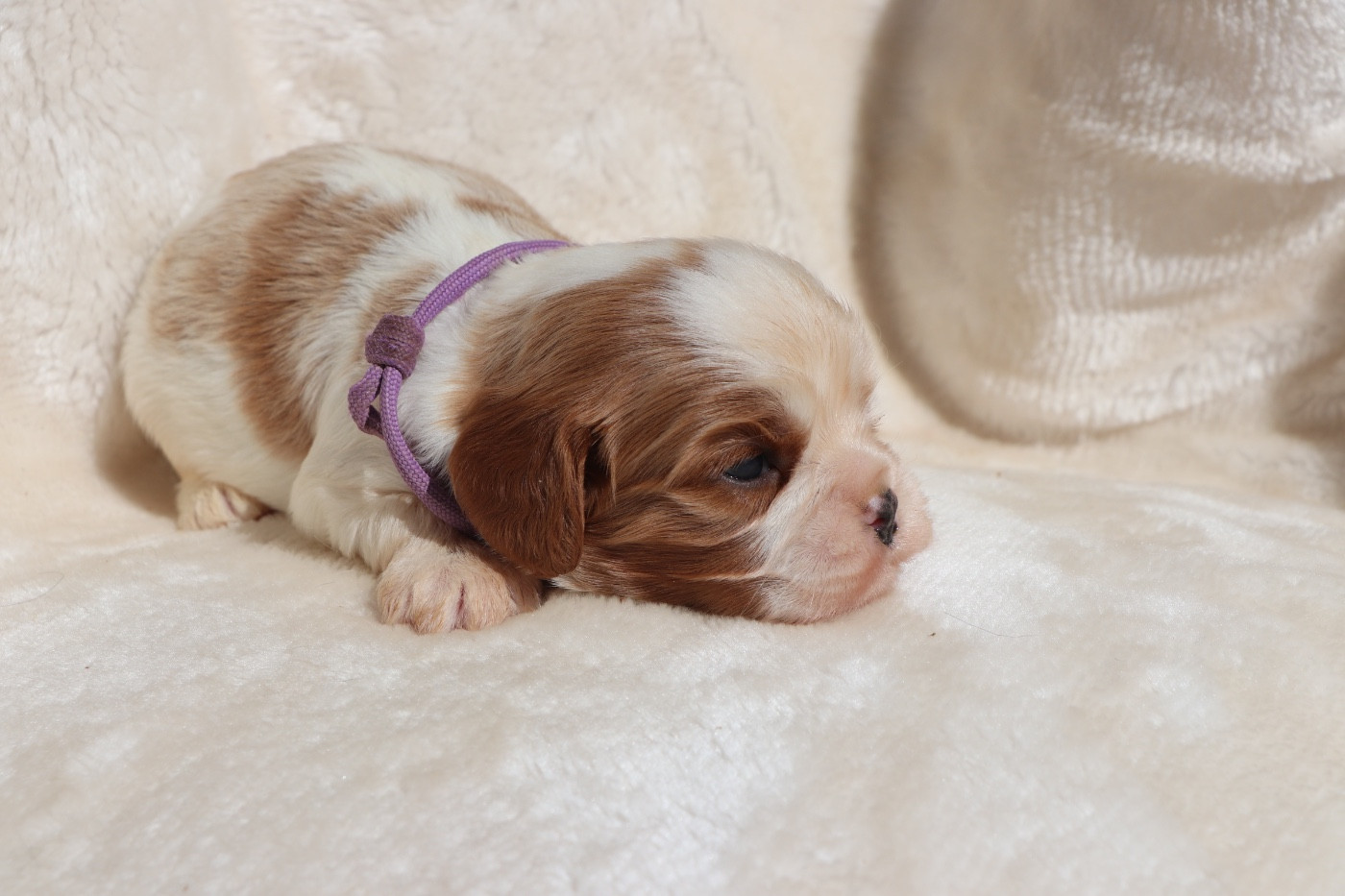 Du Royaume De Pandess - Chiots disponibles - Cavalier King Charles Spaniel