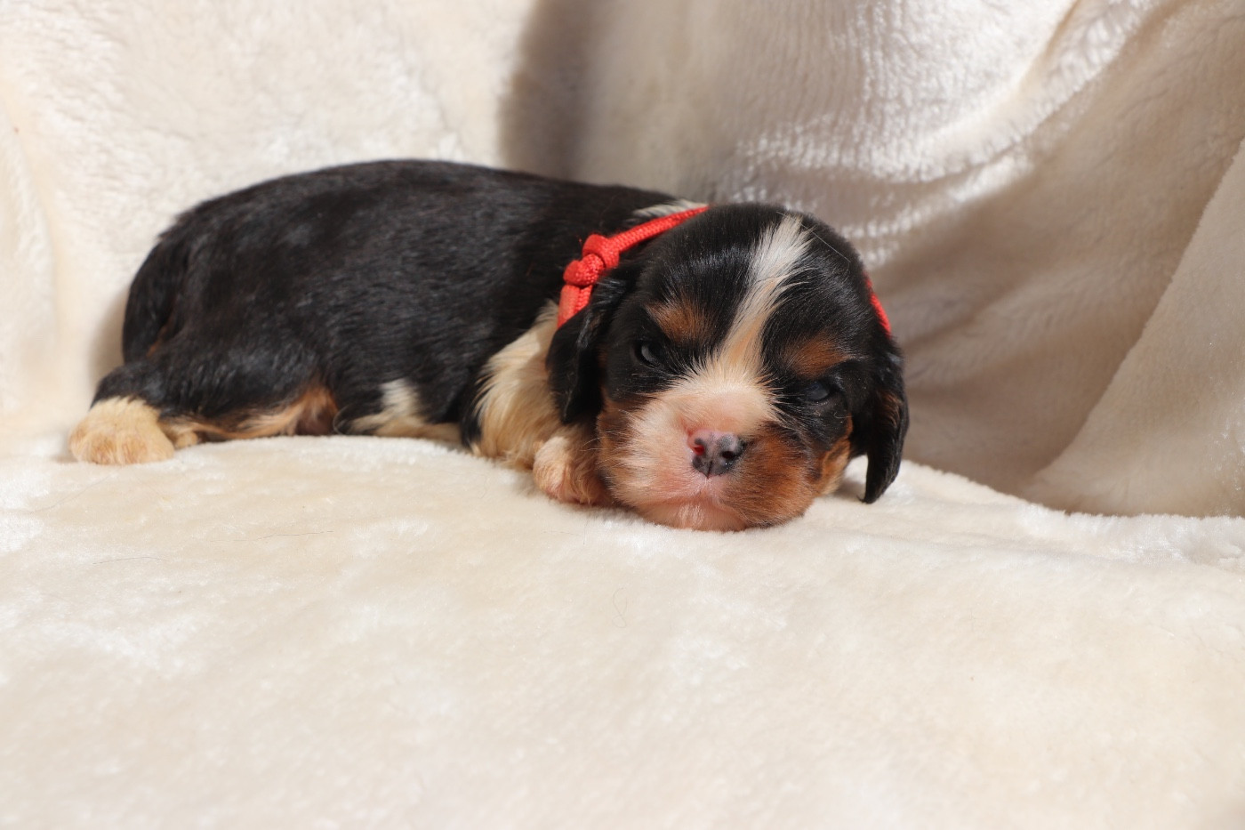 Du Royaume De Pandess - Chiots disponibles - Cavalier King Charles Spaniel