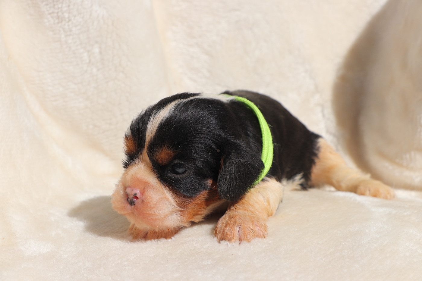 Du Royaume De Pandess - Chiots disponibles - Cavalier King Charles Spaniel