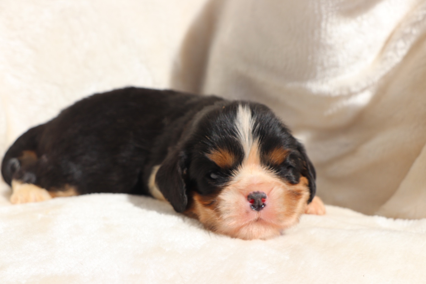 Du Royaume De Pandess - Chiots disponibles - Cavalier King Charles Spaniel