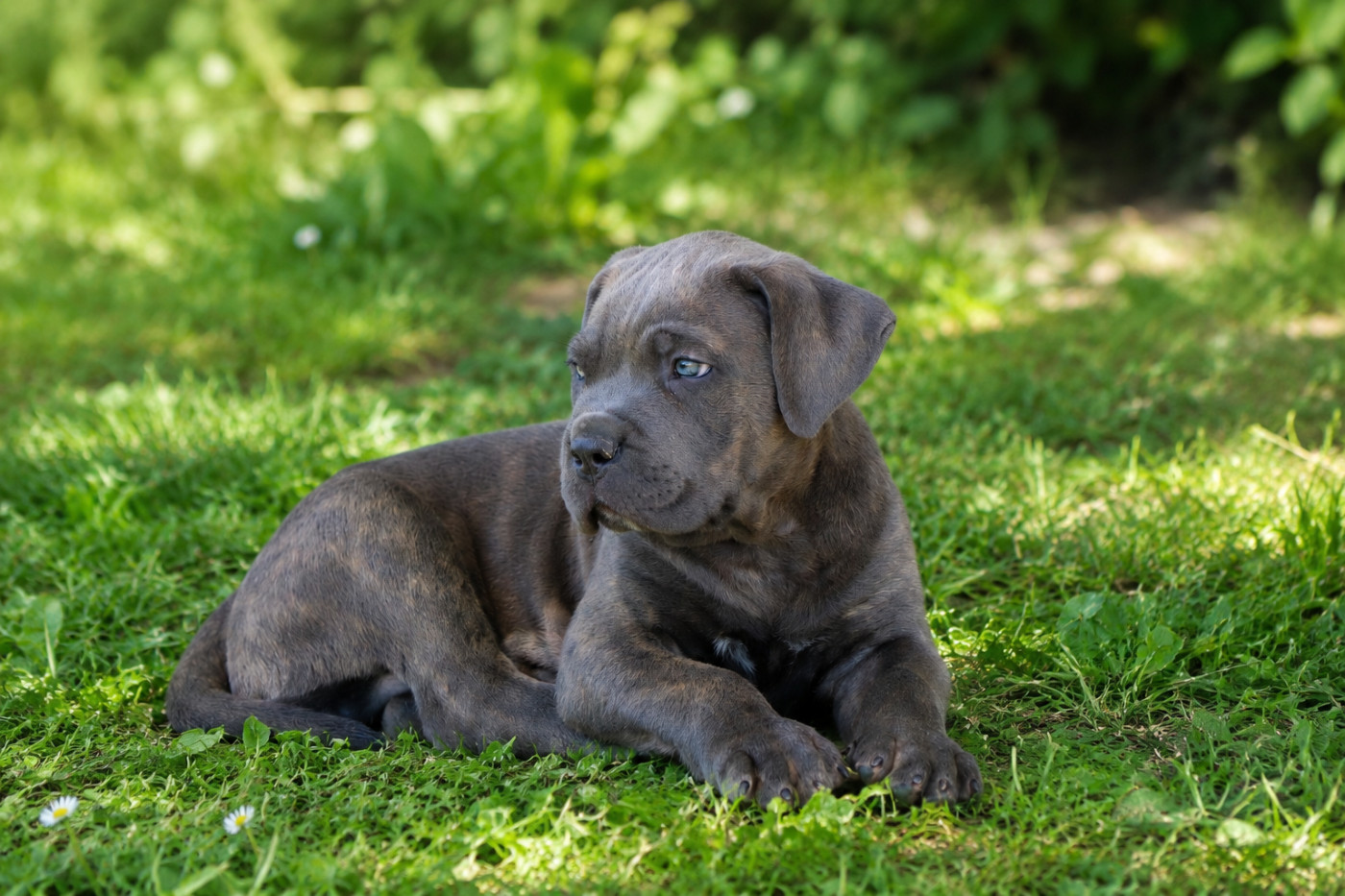 Du Royaume De Pandess - Chiots disponibles - Cane Corso