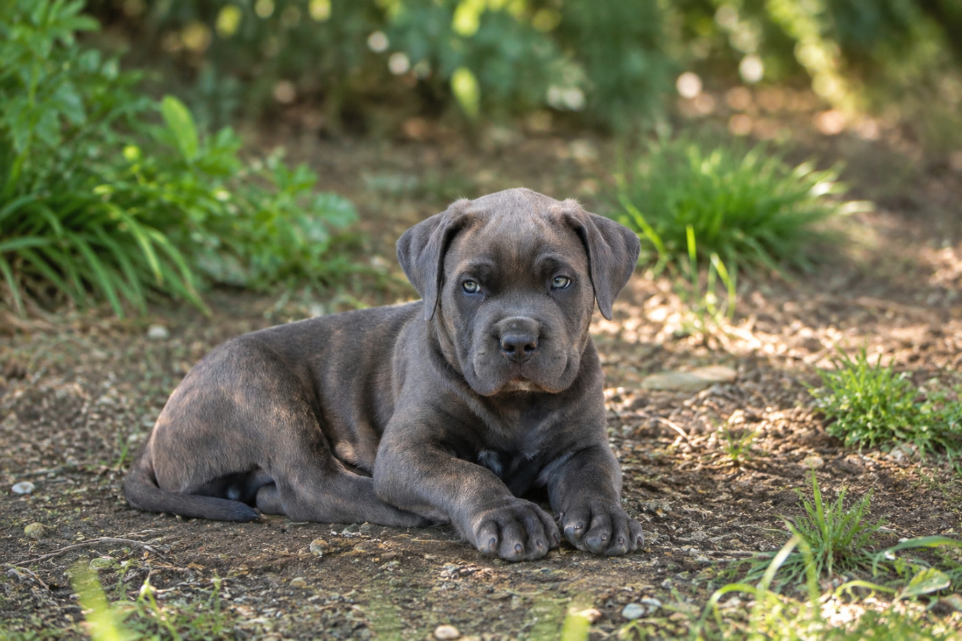 Du Royaume De Pandess - Chiots disponibles - Cane Corso