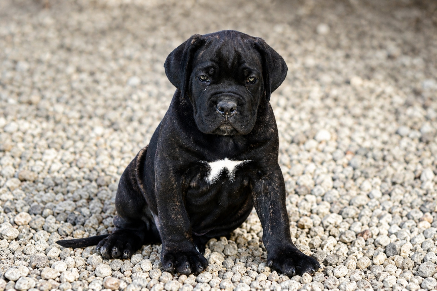 Du Royaume De Pandess - Chiots disponibles - Cane Corso
