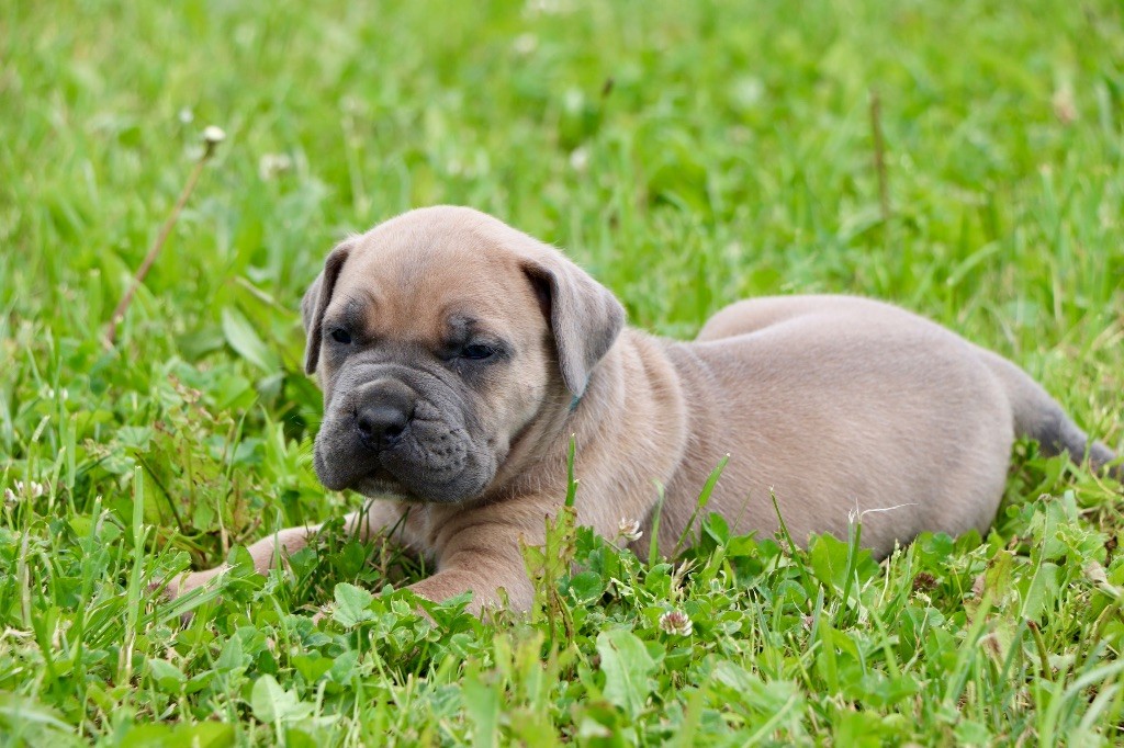 Du Royaume De Pandess - Chiots disponibles - Cane Corso