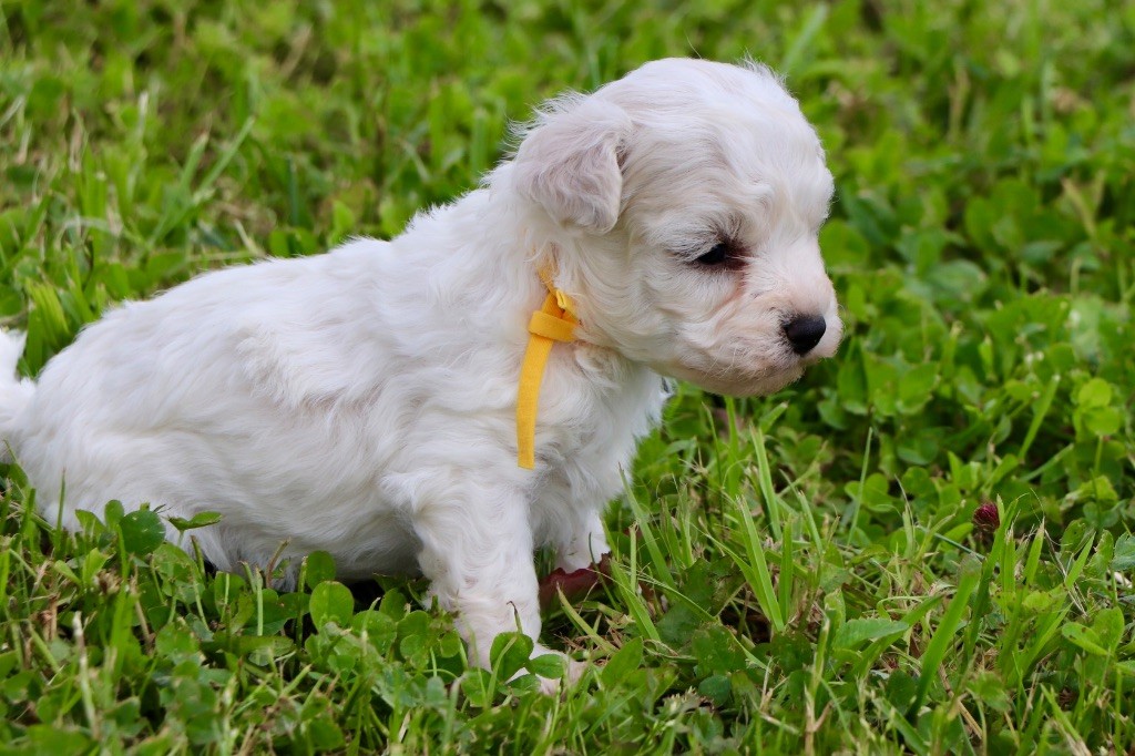 Du Royaume De Pandess - Chiots disponibles - Bichon Frise