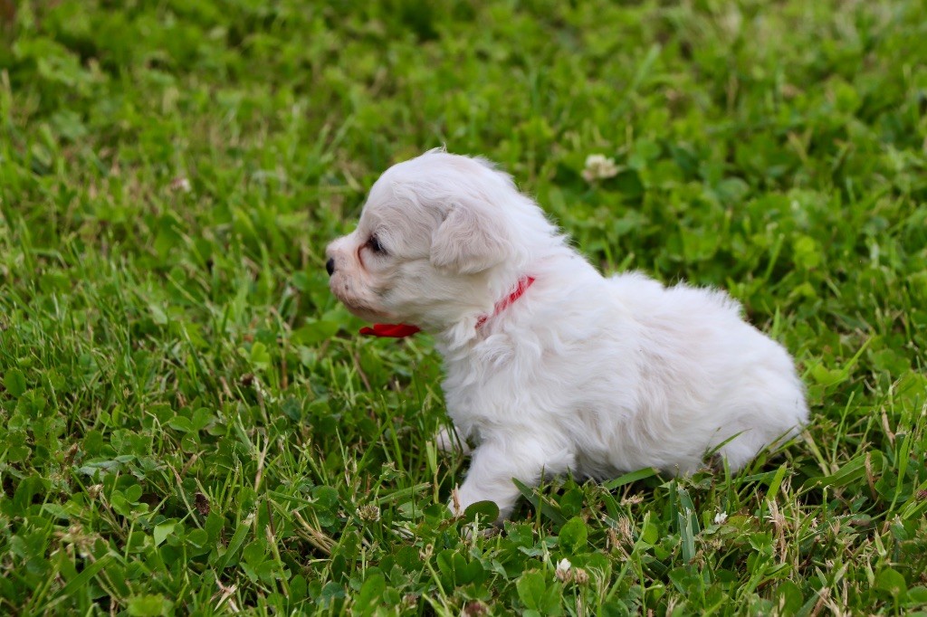 Du Royaume De Pandess - Chiots disponibles - Bichon Frise