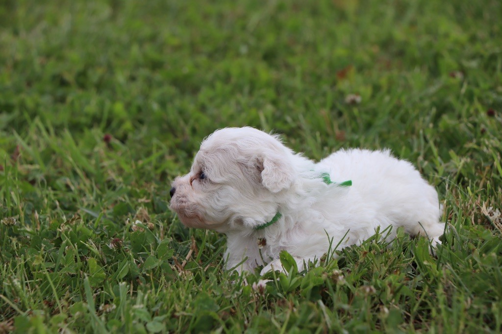 Du Royaume De Pandess - Chiots disponibles - Bichon Frise