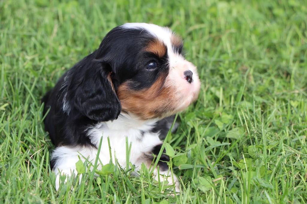 Du Royaume De Pandess - Chiots disponibles - Cavalier King Charles Spaniel