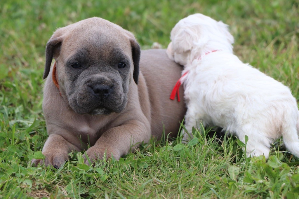 Du Royaume De Pandess - Chiots disponibles - Cane Corso