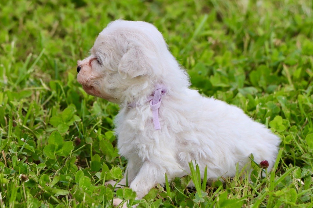Du Royaume De Pandess - Chiots disponibles - Bichon Frise
