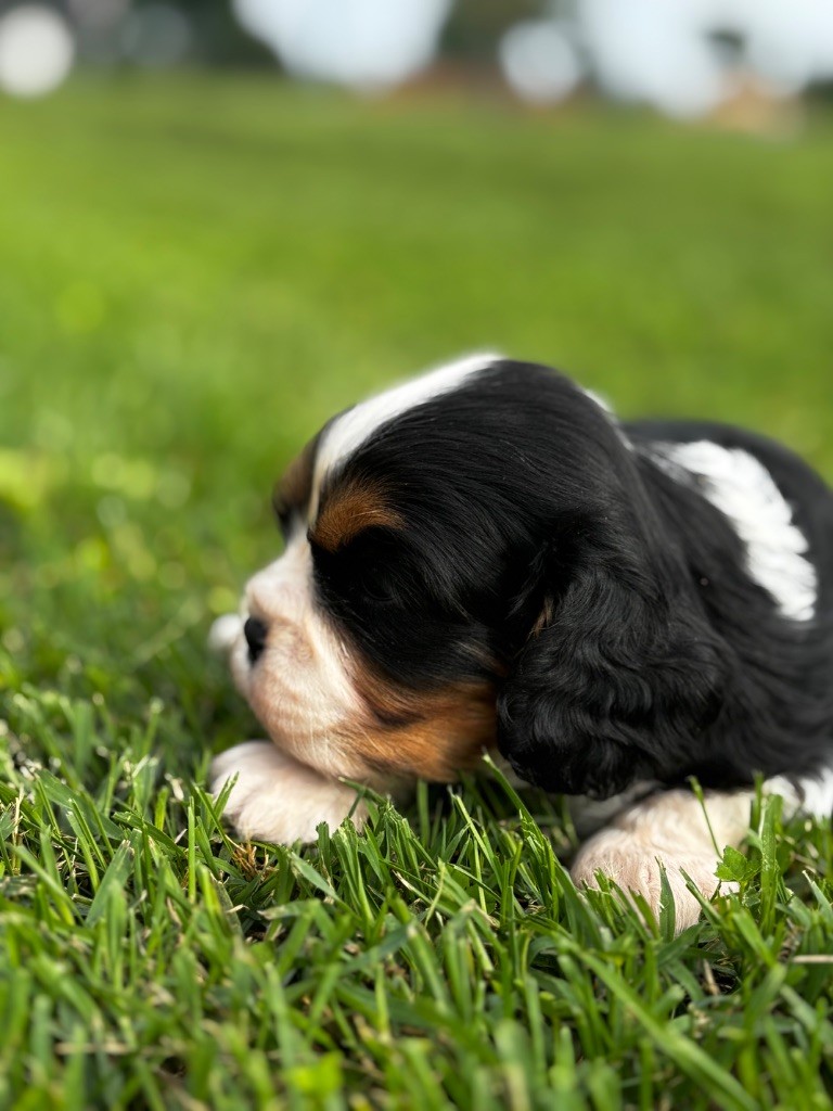 Du Royaume De Pandess - Chiots disponibles - Cavalier King Charles Spaniel