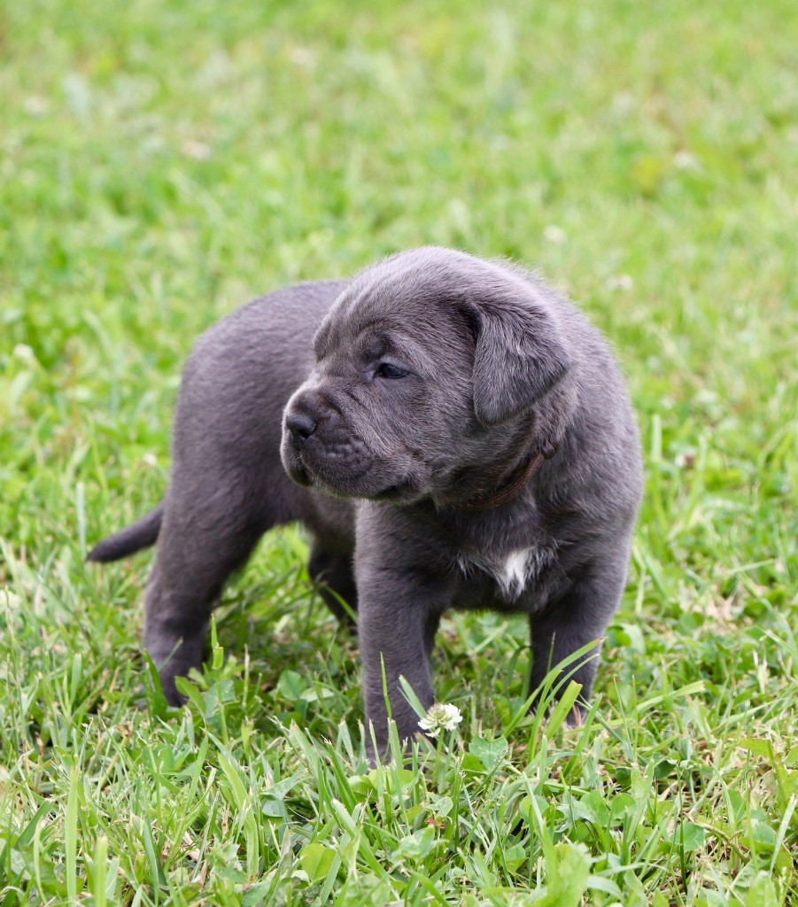 Du Royaume De Pandess - Chiots disponibles - Cane Corso