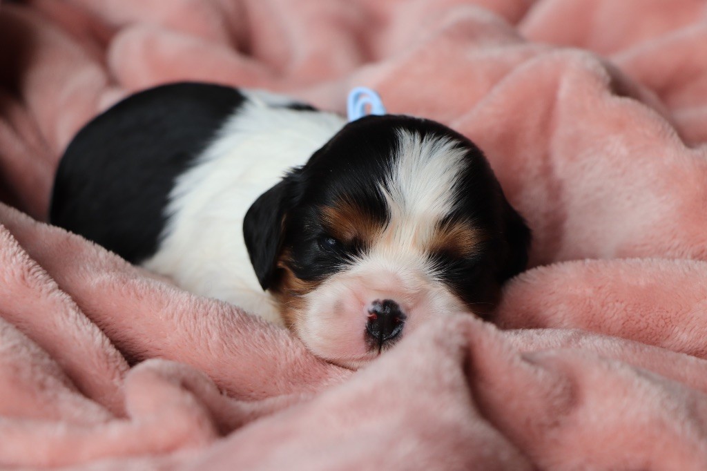 Du Royaume De Pandess - Chiots disponibles - Cavalier King Charles Spaniel