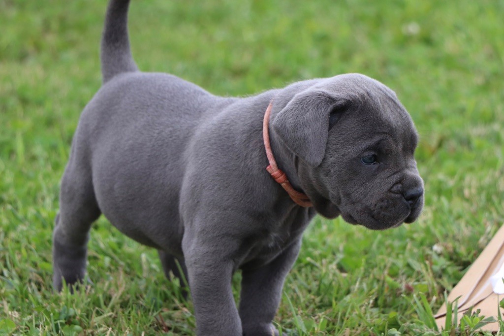 Du Royaume De Pandess - Chiots disponibles - Cane Corso