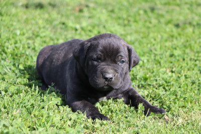 male 5 noir bringé