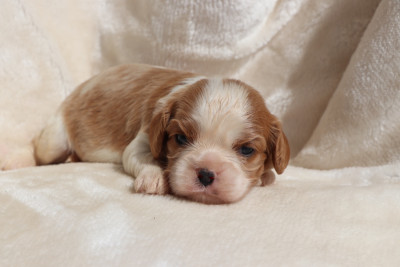 Chiot N°4