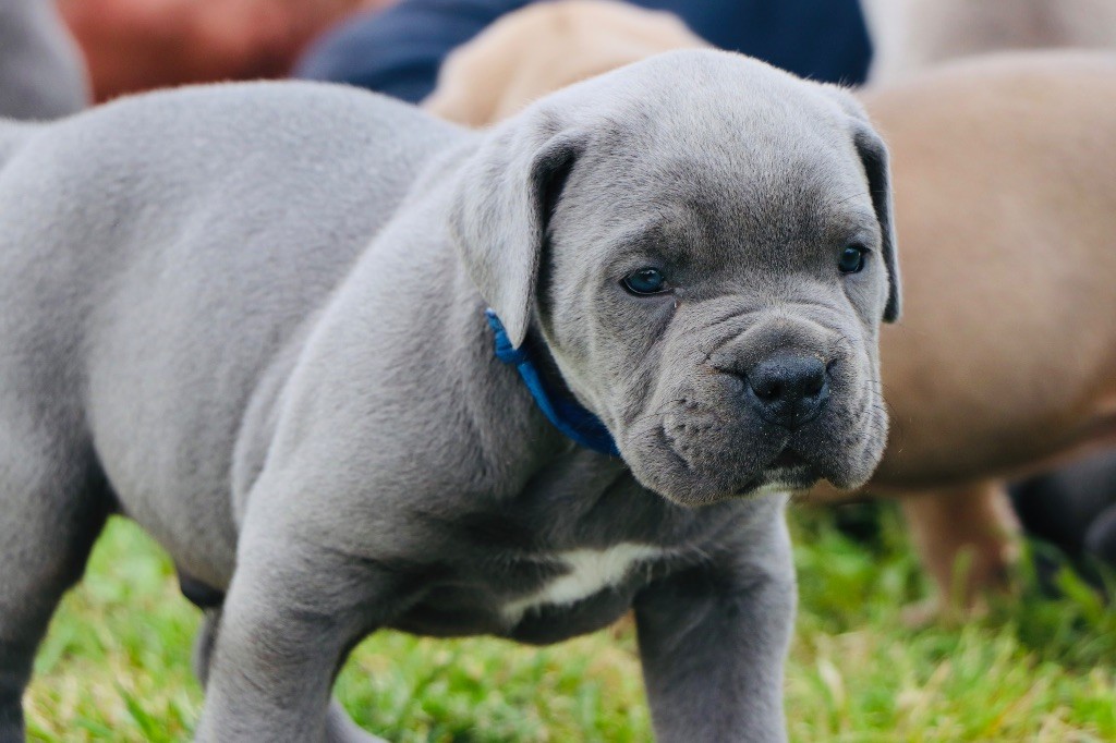 Du Royaume De Pandess - Chiots disponibles - Cane Corso
