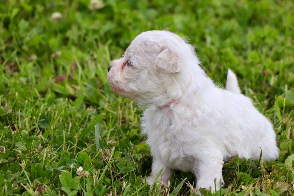 Du Royaume De Pandess - Chiots disponibles - Bichon Frise