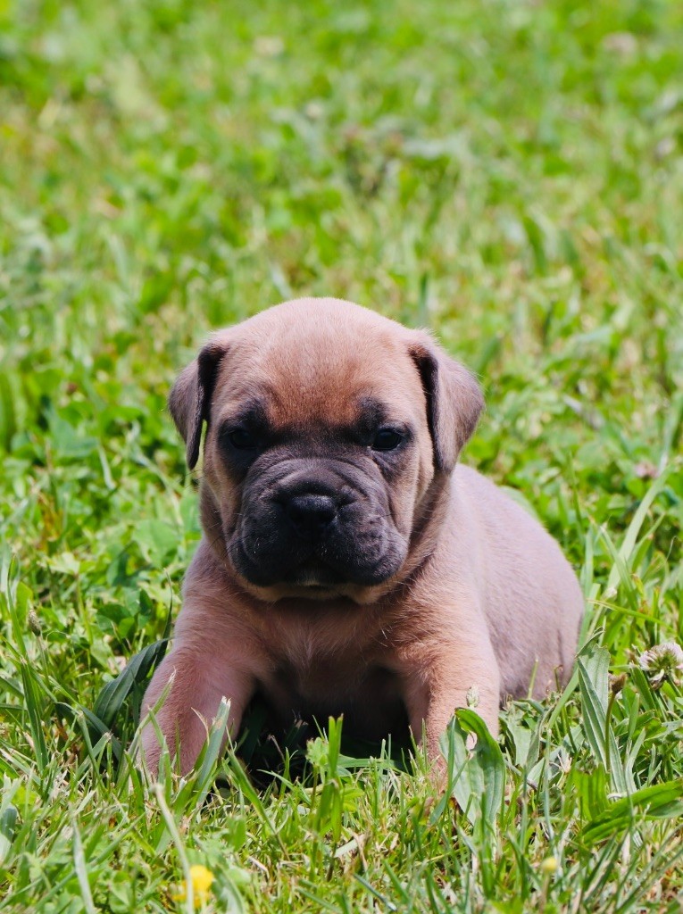 Du Royaume De Pandess - Chiots disponibles - Cane Corso