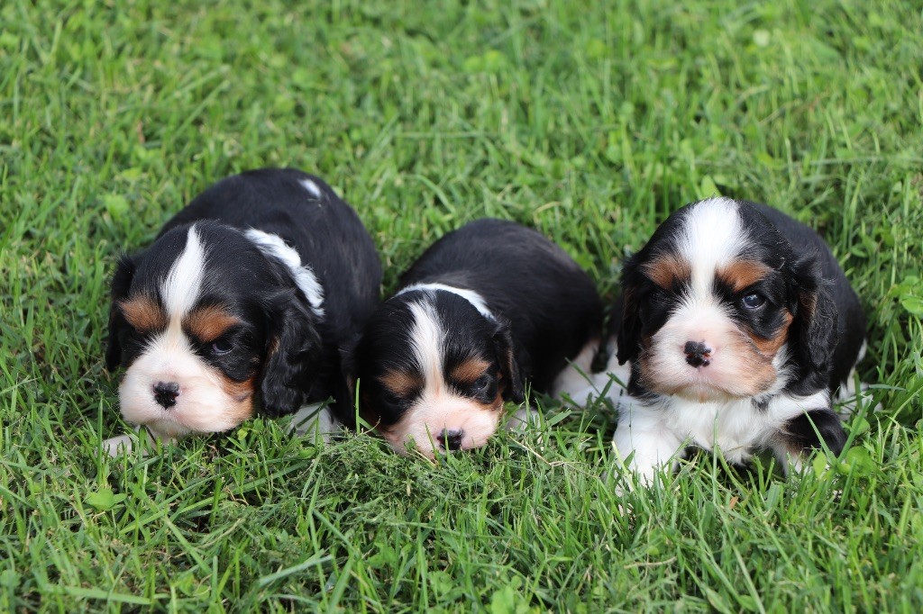 Chiot Cavalier King Charles Spaniel Du Royaume De Pandess