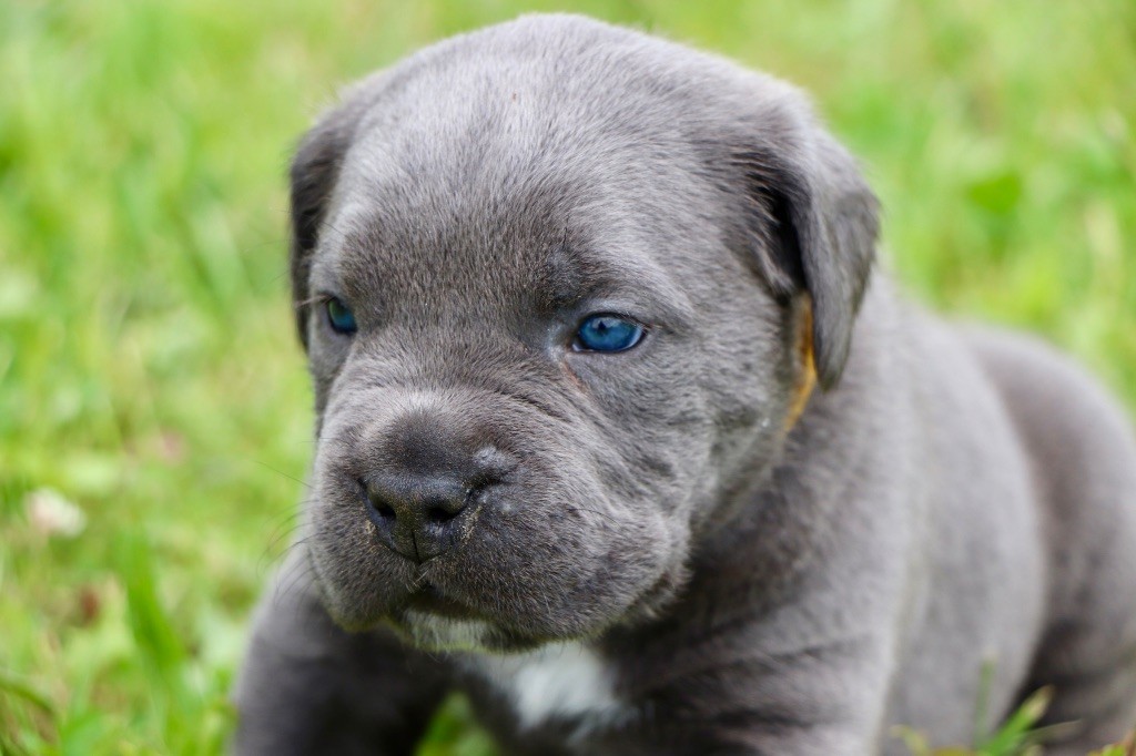 Du Royaume De Pandess - Chiots disponibles - Cane Corso