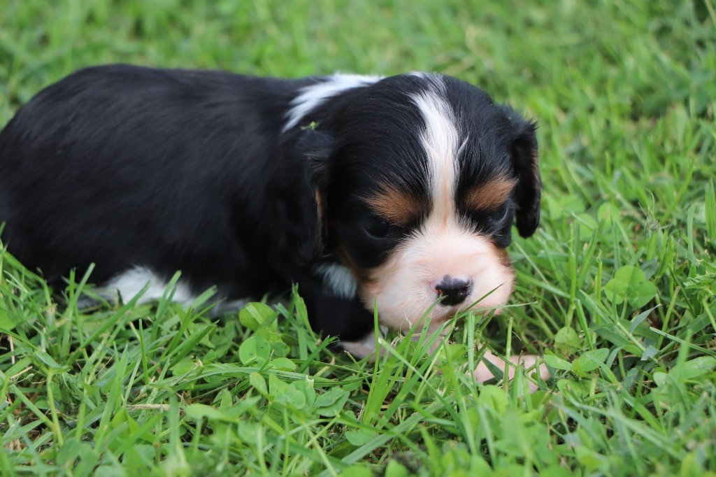 Du Royaume De Pandess - Chiots disponibles - Cavalier King Charles Spaniel